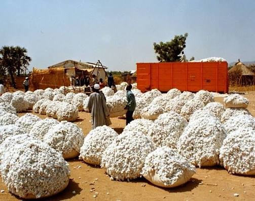 Collecte de coton — filière SODECOTON